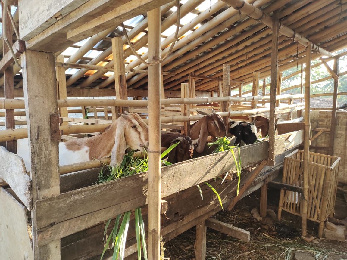 Peternakan Kambing & Itik